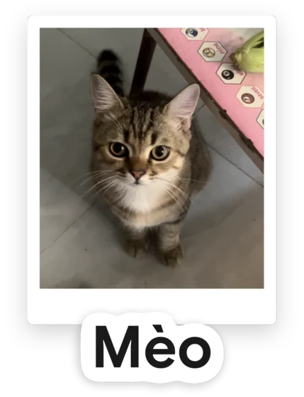 A photograph of a cat, cut out and labelled “Mèo” in Vietnamese.
