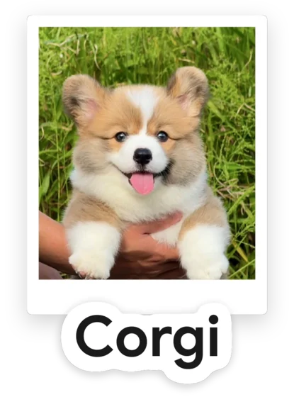 A photograph of a corgi, cut out and labelled “Corgi” in English.